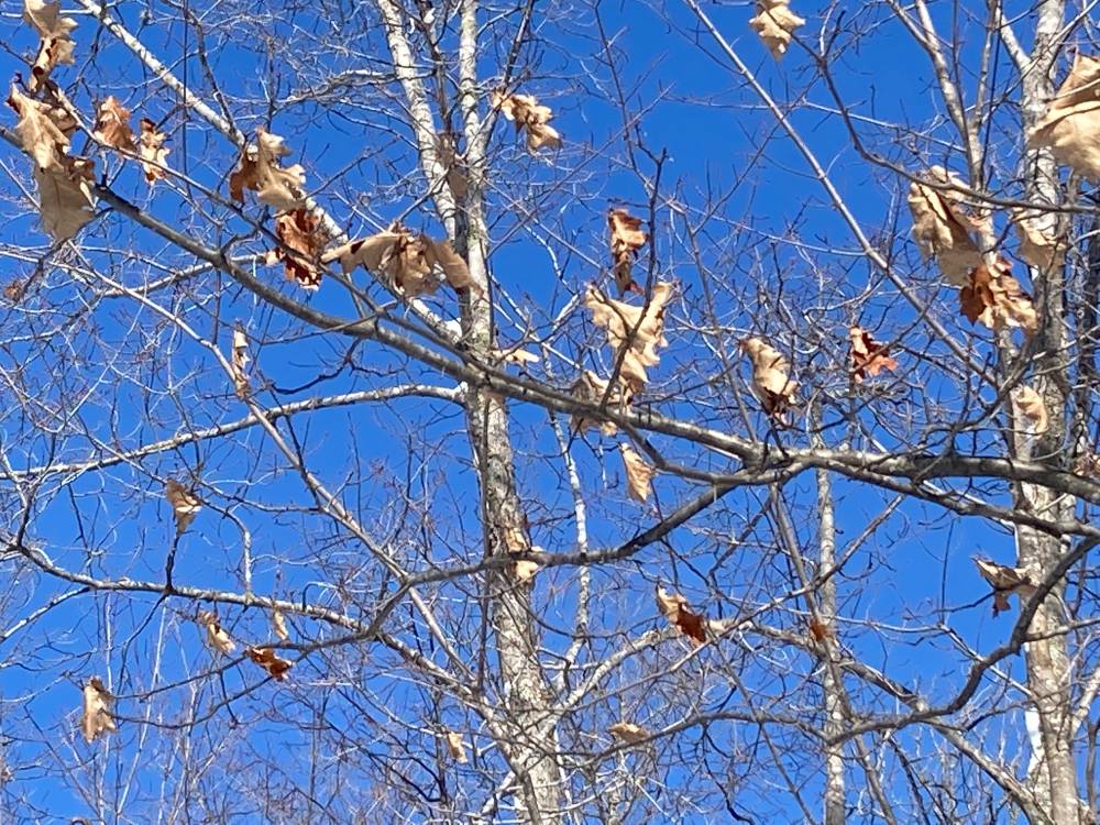 therapy | ALS News Today | a photo of fairly bare trees with a few brown, dried-out leaves