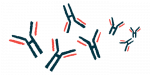 A group of antibodies is pictured.