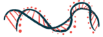 An illustration of a DNA strand.